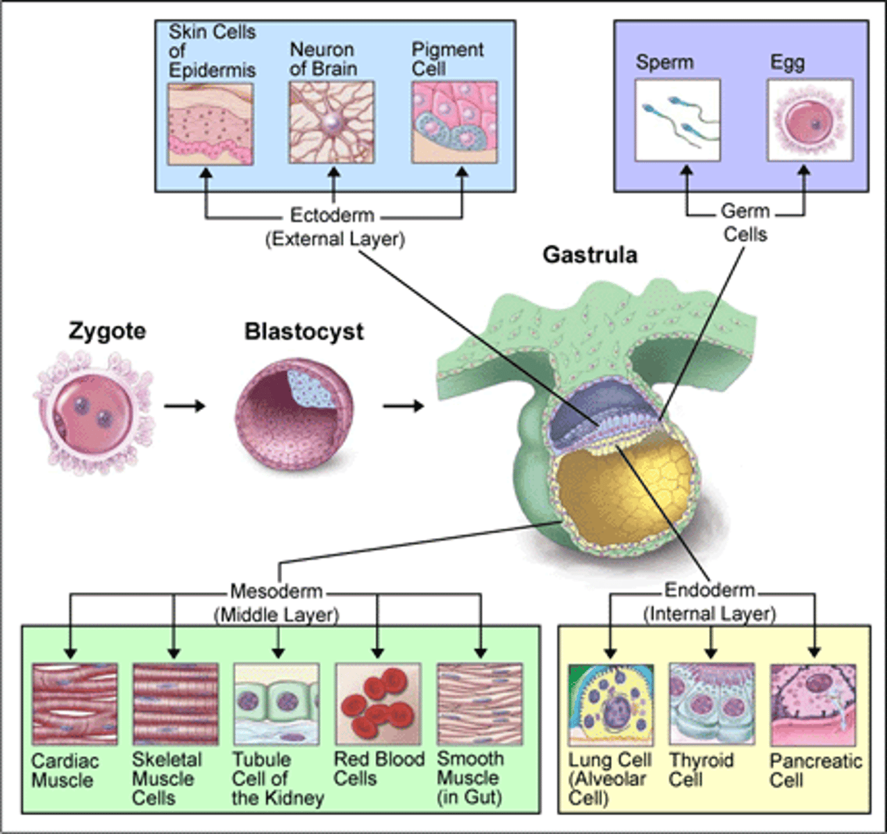 <p>- bone, muscle, and organs<br>-develops after other primary germ layers <br>- forms from cell migration from the ectoderm</p>