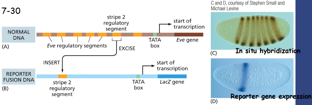 <p>Combinatorial Controls</p><p>Combinatorial Gene Control Creates Many Different Cell Types</p>