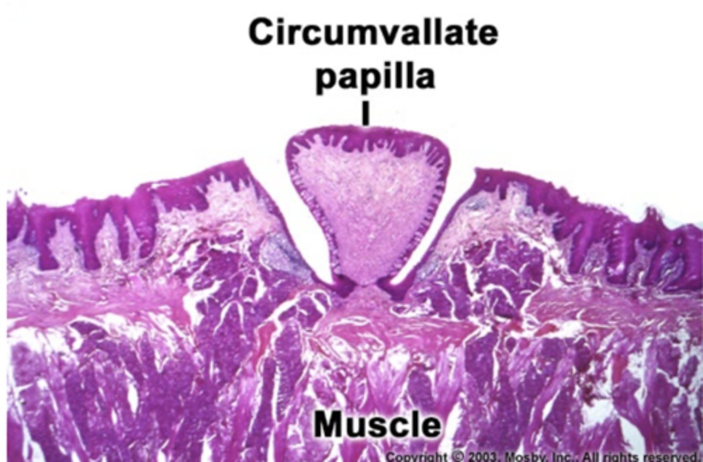 <p>false, circumvallate papilla contain the most tastebuds </p><p>-10-12 in number</p><p>-in front of sulcus terminalis </p>