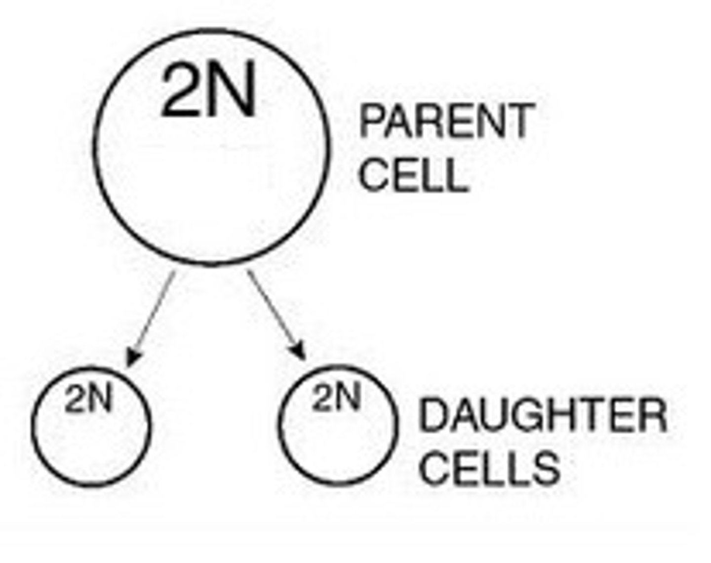 <p>The cells that are produced as a result of mitosis. These cells are identical to each other, and also to the original parent cell.</p>