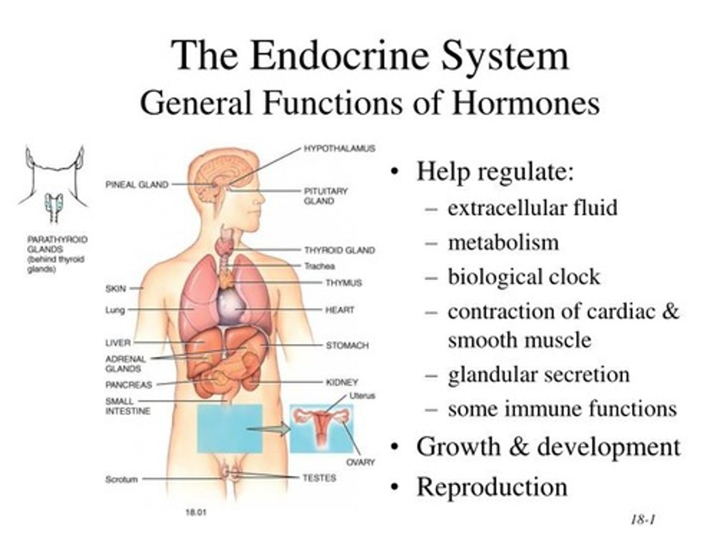 <p>the endocrine system to influence many other parts of the body.</p>