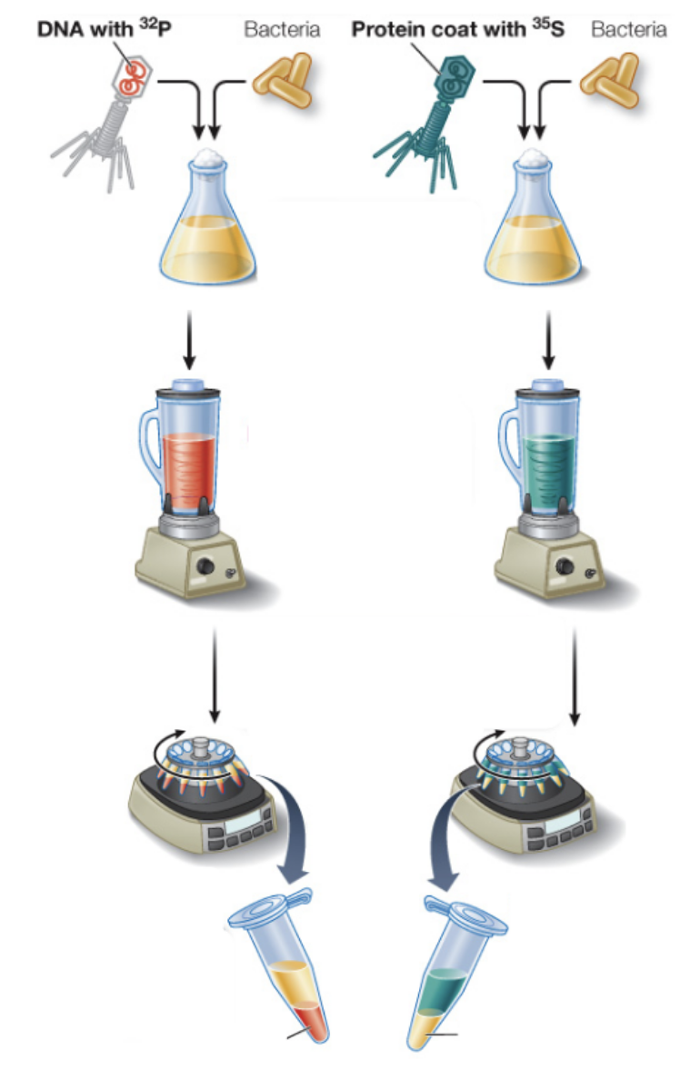 <p>Which experiment is pictured?</p>