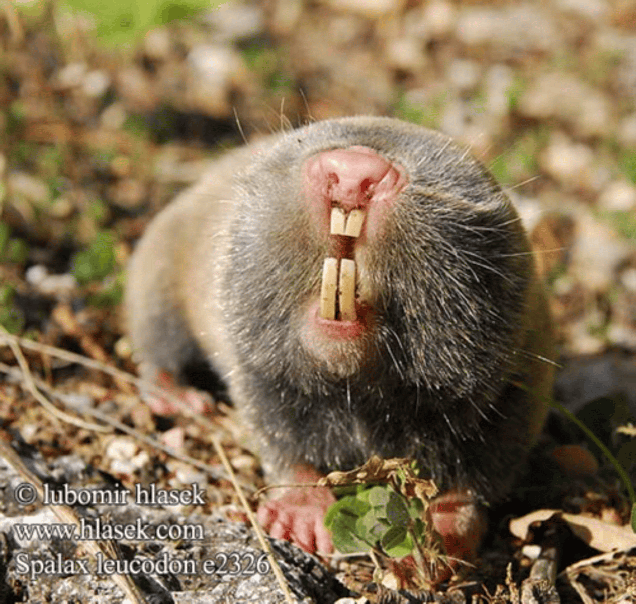 <p>light-sensitive eyes under their skin that detect light and connect to brain's circadian clock</p><p>exposed to light when digging </p><p>15 mins of light per day is enough to entrain their rhythms</p><p>despite living underground, they have true circadian rhythms entrained to LD cycles</p><p>Even in animals that live underground (like blind and naked mole rats), circadian rhythms can still be entrained by very limited light exposure—especially in individuals with specific roles (like digging).</p>