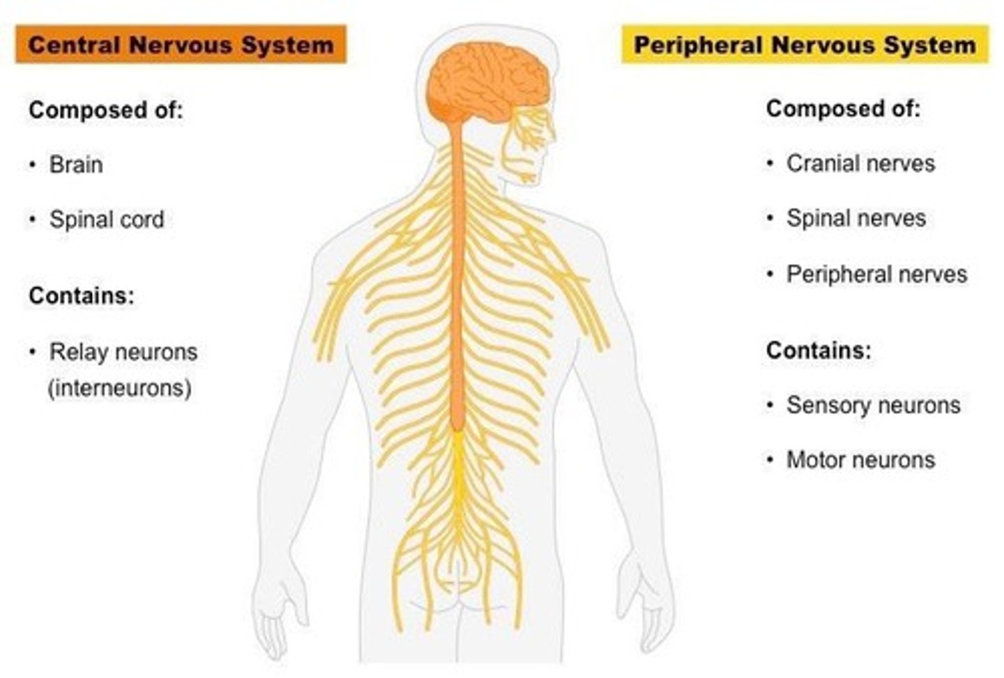 <p>The central nervous system (CNS) and the peripheral nervous system (PNS).</p>