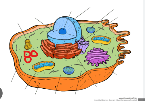 <p>found loose in cytoplasm or attached to ER, protein synthesis</p>