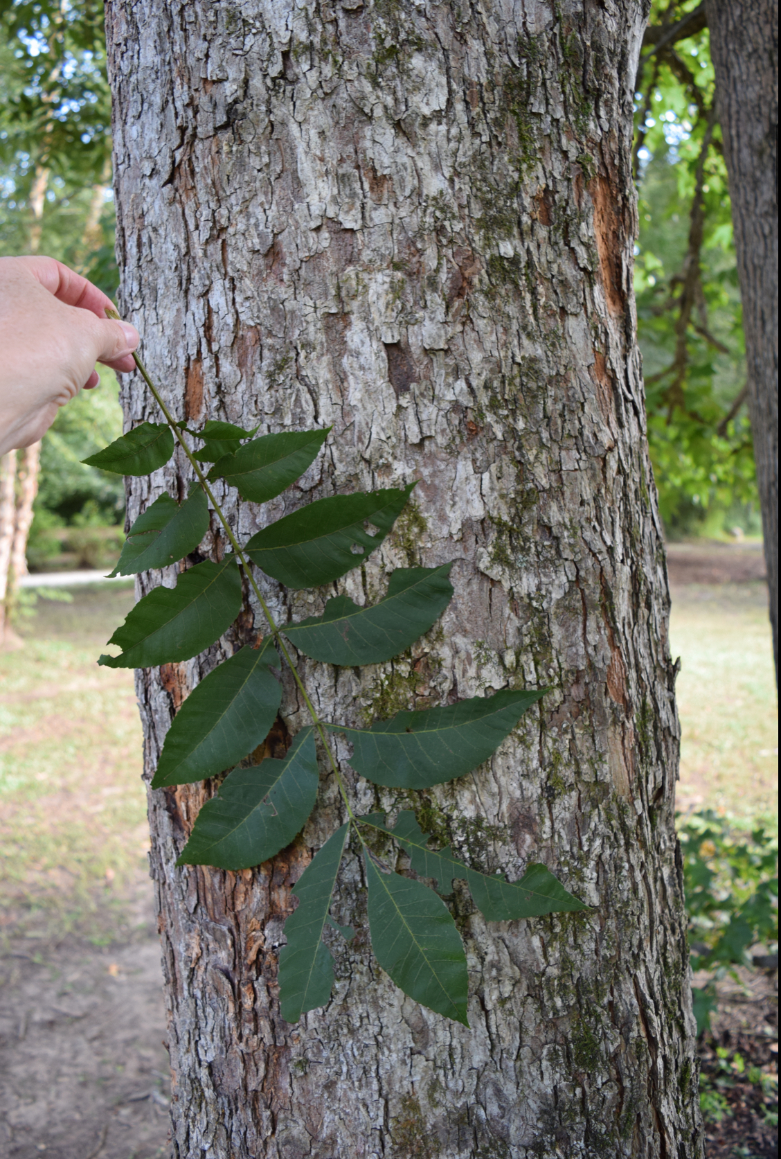 <p>pecan tree</p>