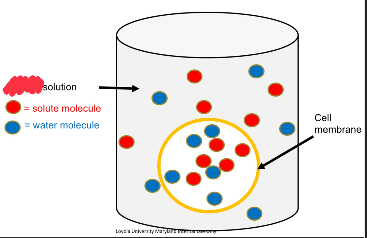 <p>Isotonic Solution</p>