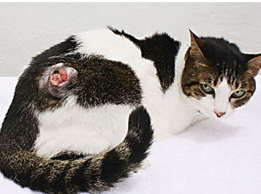 \-inflammation at sites of inoculation