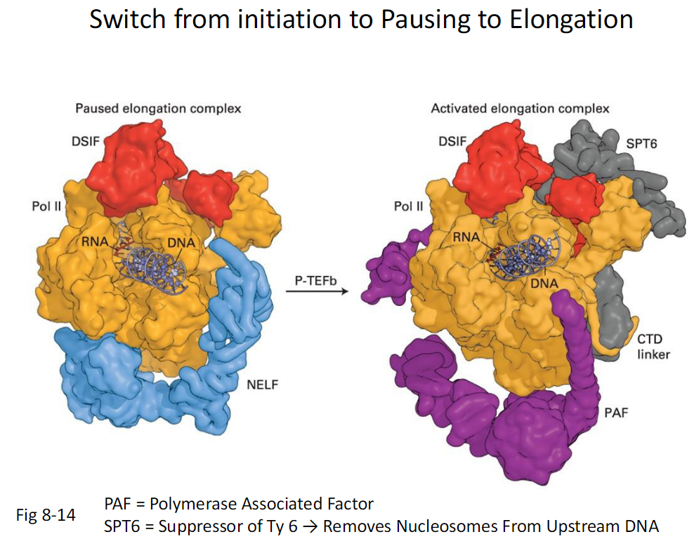 <p><strong>Paused Elongation Complex</strong><br> RNA Polymerase II is paused<br> DSIF is associated<br> NELF is associated<br> CTD is not fully phosphorylated</p><p><strong>Activated Elongation Complex</strong><br> P-TEFb acts on the complex<br> CTD is further phosphorylated<br> NELF dissociates<br> DSIF remains and functions positively</p><p><strong>Additional Elongation Factors</strong><br> PAF associates with RNA Polymerase II<br> SPT6 associates with RNA Polymerase II<br> SPT6 removes nucleosomes from upstream DNA</p><p><strong>Key Terms</strong><br> PAF means Polymerase Associated Factor<br> SPT6 means Suppressor of Ty 6</p>