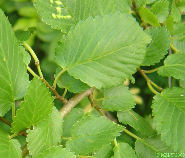 <p><span><em>Morus alba</em></span></p>