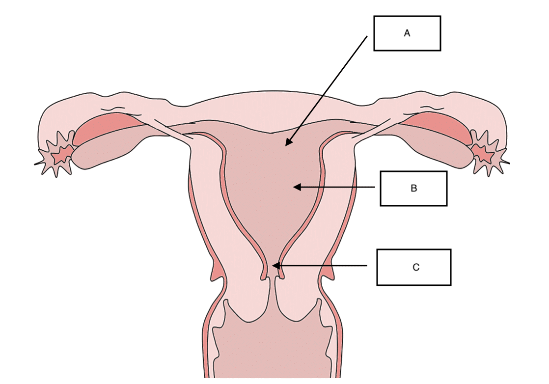 narrow constricted portion between the body and cervix
also called internal os
letter c on diagram