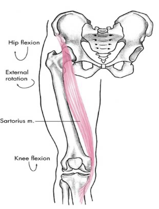 <p>anterior compartment</p>