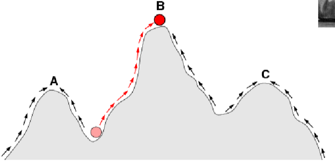<p>Metaphor for describing the evolution of relative fitness in species described by Wright.</p><ul><li><p>Selection pushes populations to the top</p></li><li><p>Populations won’t go down to go up</p></li></ul>