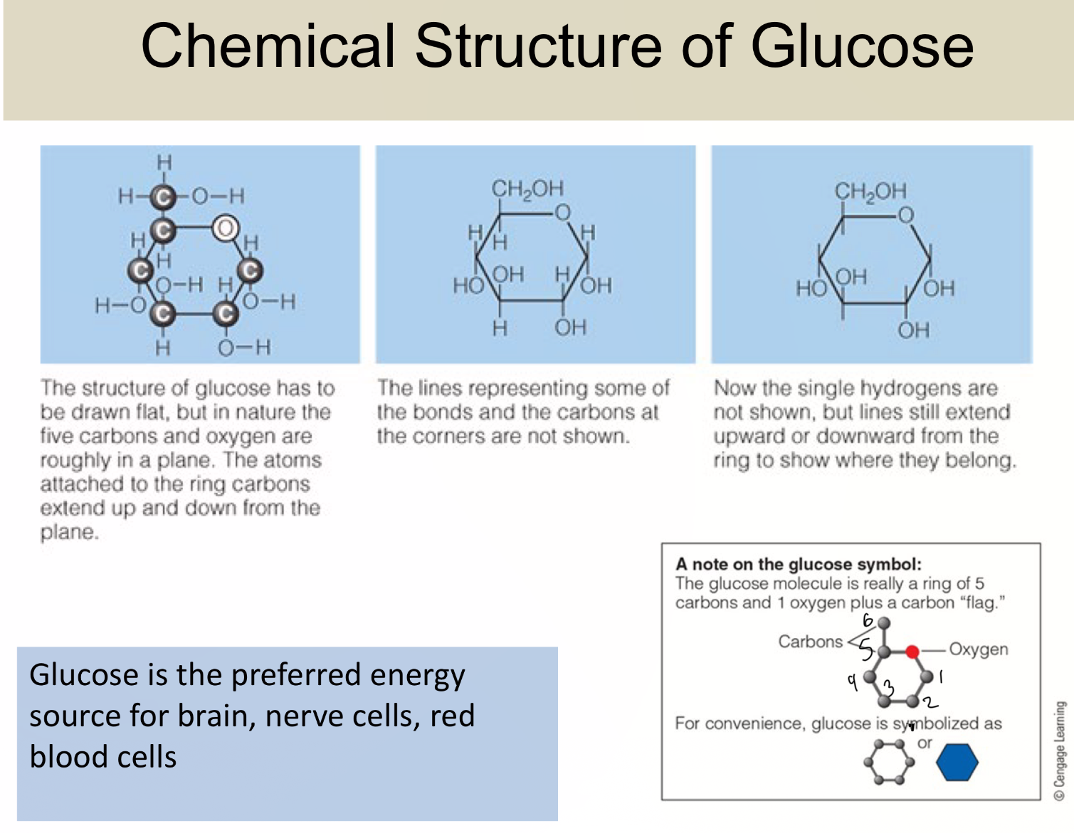 <p>PREFERRED energy for brain, nerve cells, RBC, </p>