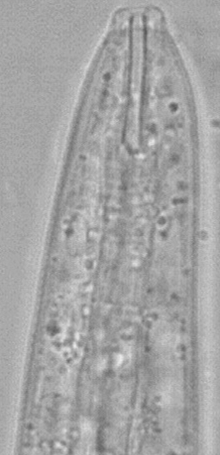 <p>long buccal cavity, short esophagus</p>