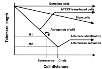 <p>Cancer cells often will first down regulate P53 to prevent the cancer cell from dying, and then they will activate telomerase, an enzyme that extends telomeres, thus circumventing the normal limits on cell division. </p>