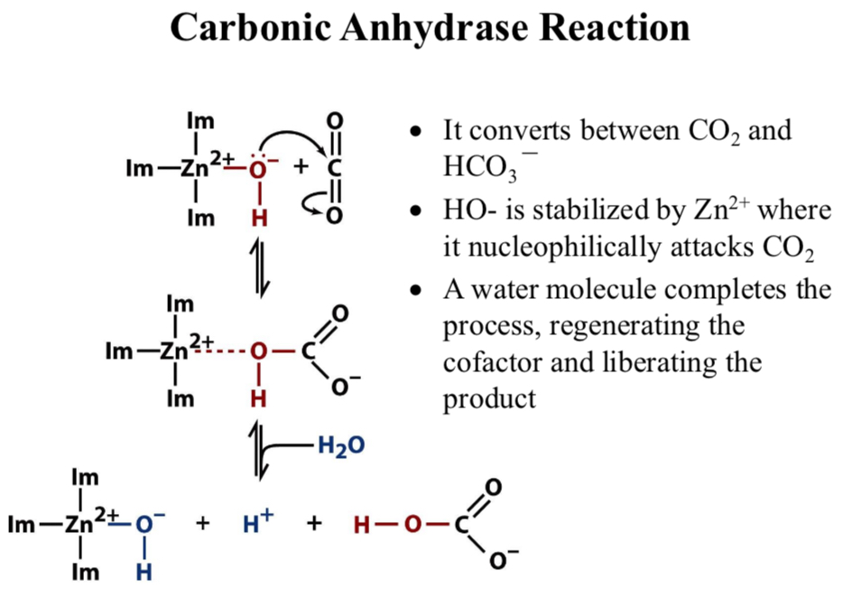 <p>HO<sup>-</sup> is stabilized by Zn<sup>2+</sup> where it nucleophilically attacks CO<sub>2</sub></p>