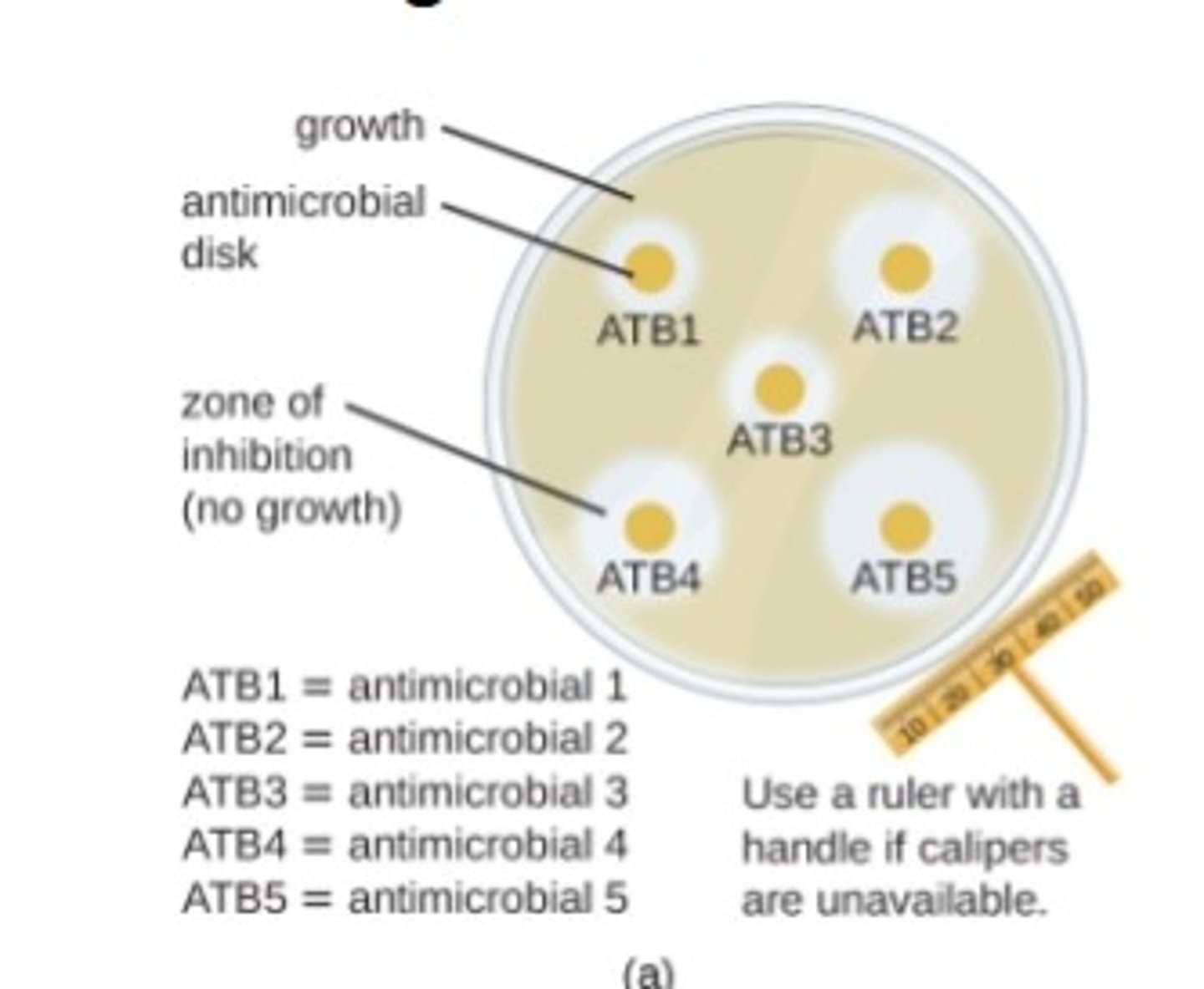 <p>measures degree of inhibition using sterile filter paper disks with chemicals</p><p>- places on an inoculated agar plate</p><p>- lawn of bacteria exhibits zones of inhibition</p><p>- larger zone diameter correlates to increased inhibition</p>