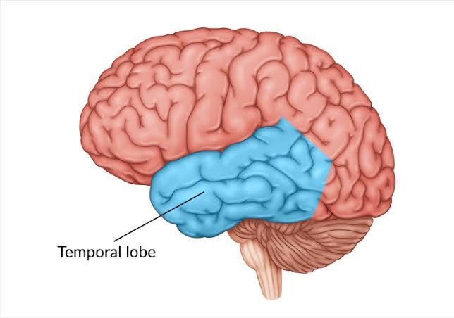 <p>temporal lobes</p>