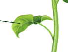 <p>Role of <strong>leaves</strong></p>