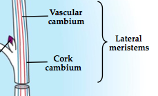 produces secondary tissues that increase the width of roots and stems