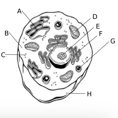 <p>a. Golgi body, <em>site where cell products are packaged for export</em></p><p>b. Cytoplasm, <em>contains all of the organelles and site of many chemical reactions</em></p><p>c. Ribosome, <em>the site of protein synthesis in prokaryotes and eukaryotes</em></p><p>d. Mitochondria, <em>site of cellular respiration</em></p><p>e. Nucleolus, <em>small organelle in the nucleus that makes ribosomes</em></p><p>f. Endoplasm Reticulum, <em>transport materials throughout the cell</em></p><p>g. Lysosome, <em>contains digestive enzymes to break down old cell parts and molecules</em></p><p>h. Cell Membrane, <em>Maintains homeostasis in a cell since it controls what enters and leaves the cell and sense the cell’s environment</em></p>