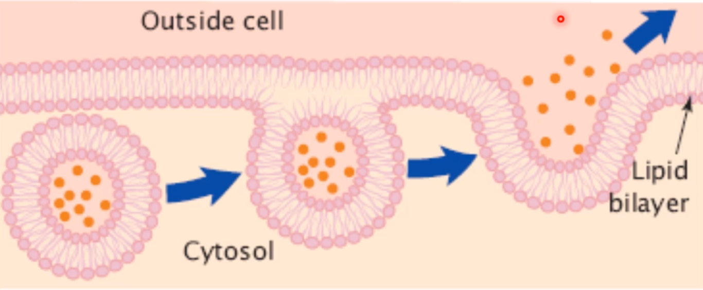 <p>Process where vesicles fuse with the membrane to <strong>release contents outside the cell</strong> (secreting cells).</p>