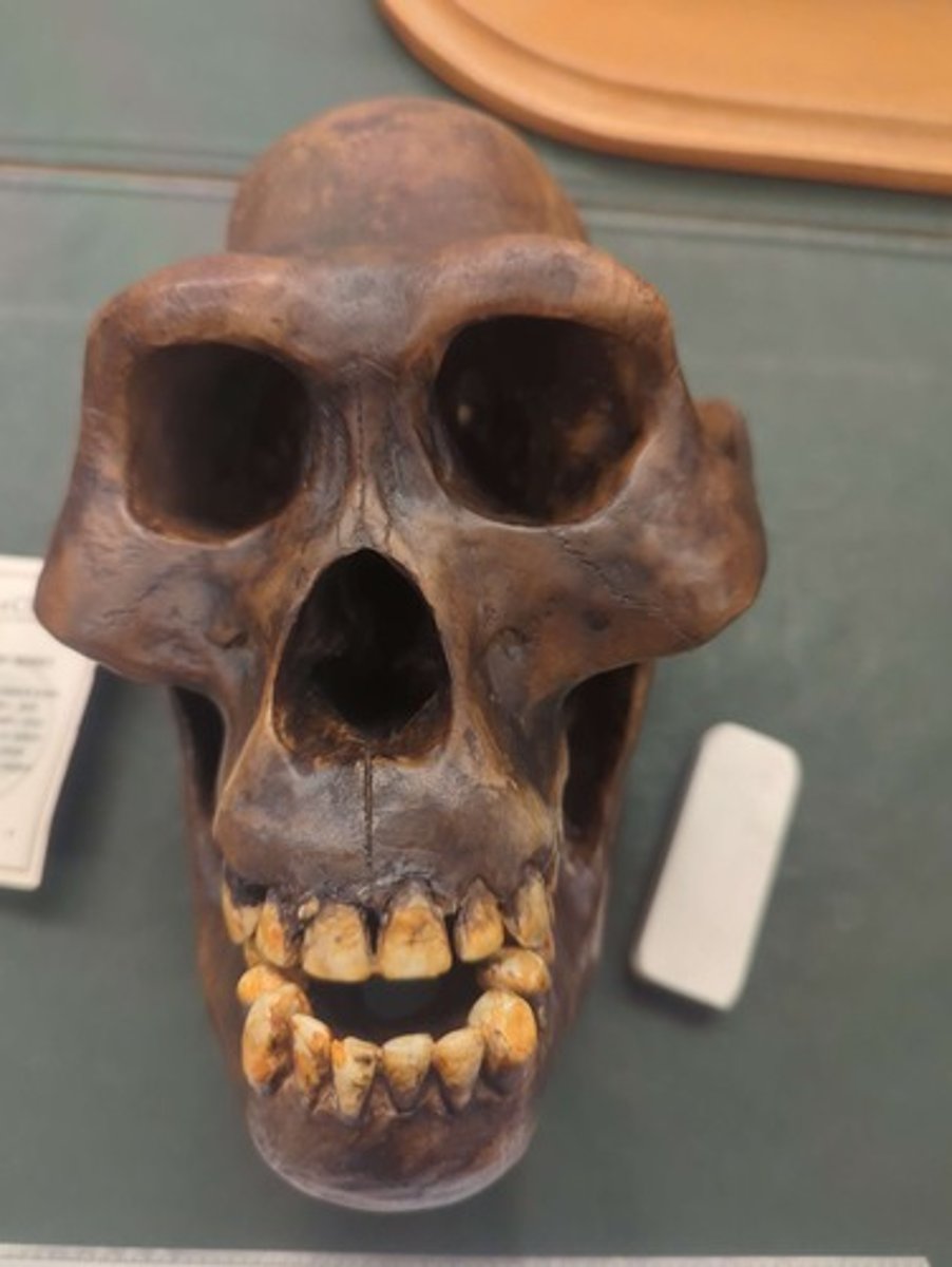 <p>What animal is this? Answer with "Skull" after animal name.</p>