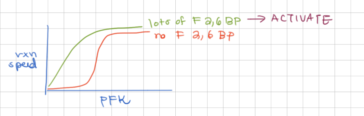 <p>i) regulator (not intermediate of glycolysis)</p><p>ii) created from F6P</p><p>-</p><p>activates PFK - and reverses ATP’s inhibition</p><p>(activatate = hyperbolic)</p>