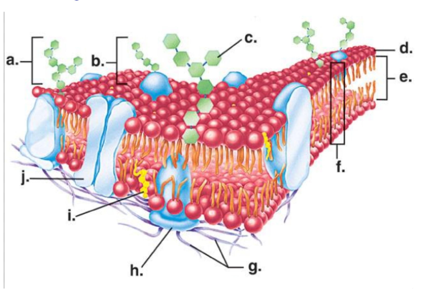 <p>Channel protein</p>