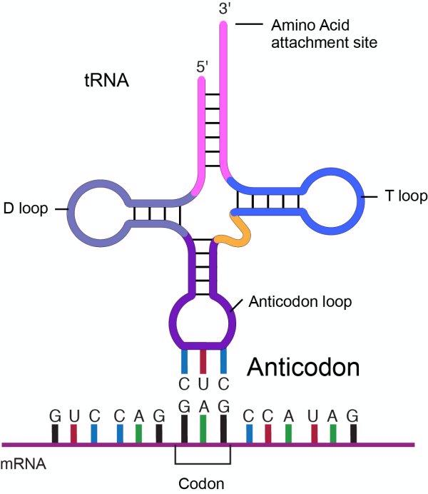 <p><u>kodon </u>- skupina 3 nukleotidů RNA určující jednu aminokyselinu</p><p><u>antikodon </u>- 3 nukleotidy na molekule tRNA, komplementární s kodonem, umožňující jeho specifickou vazbu párováním bází</p>