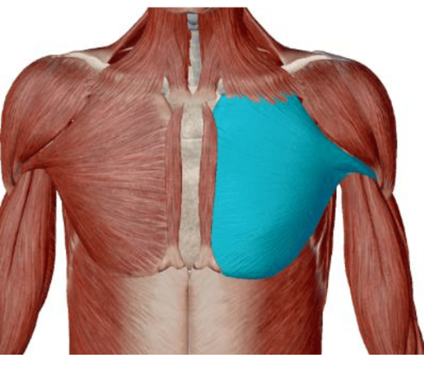 <p>shoulder adduction and internal rotation and assists with flexion</p>