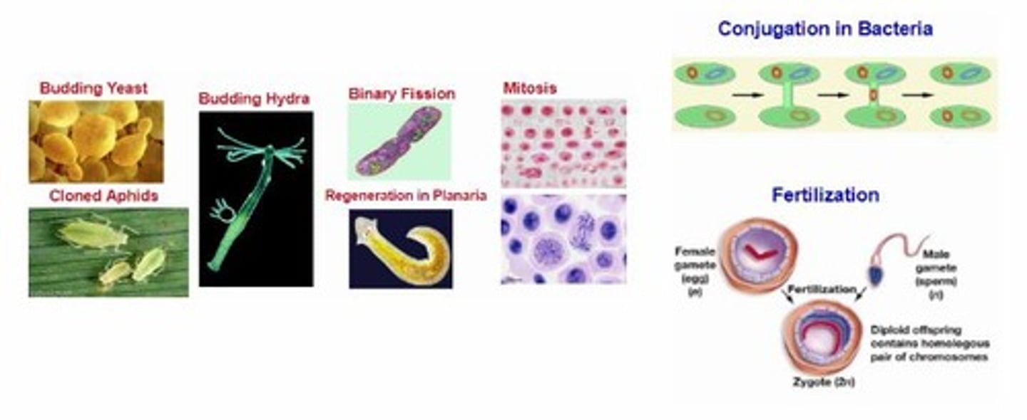 <p>Asexual = budding, regeneration, cloning, fragmentation, mitosis</p><p>Sexual = conjugation, meiosis, fertilization, pollination</p>