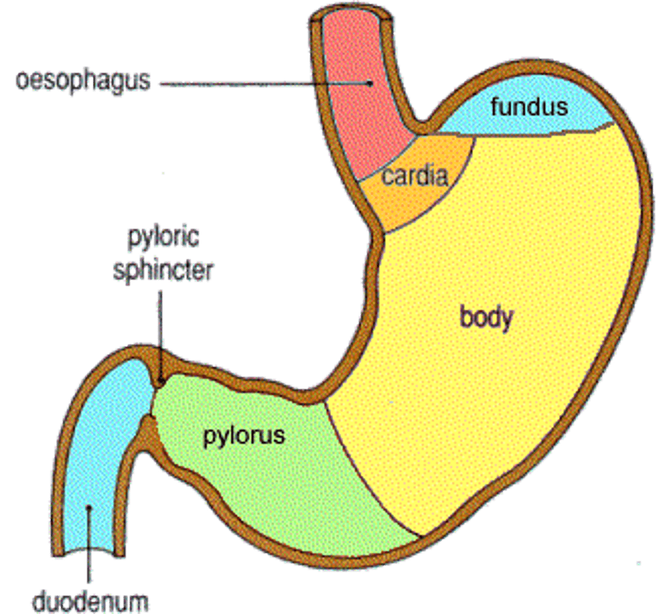 <p>cardia, fundus, body, pyloric antrum and canal</p>