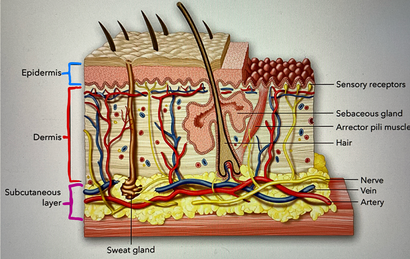 <p>the outer layer of skin</p>