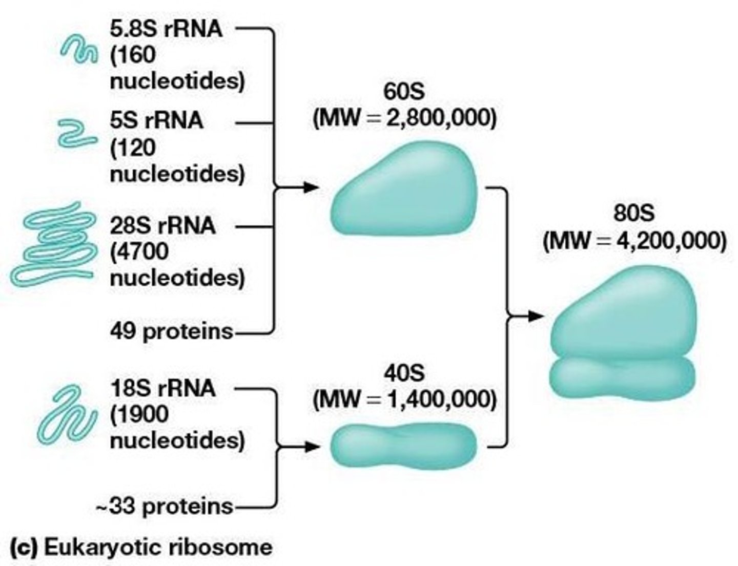 <p>Complex of rRNA and proteins; site of translation.</p>