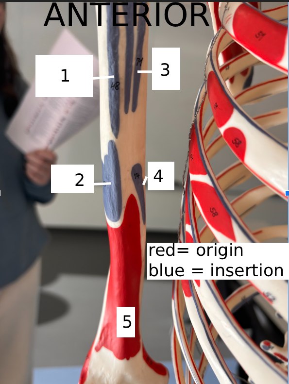 <p>5</p>