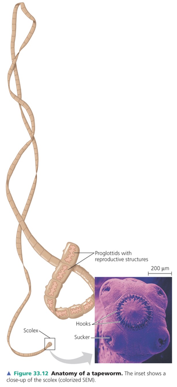 \*parasites of vertebrates and lack a digestive system

\*Tapeworms absorb nutrients from the host’s intestine

\*Fertilised eggs, produced by sexual reproduction, leave the host’s body in faeces
