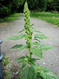 <p>Pigweed</p>