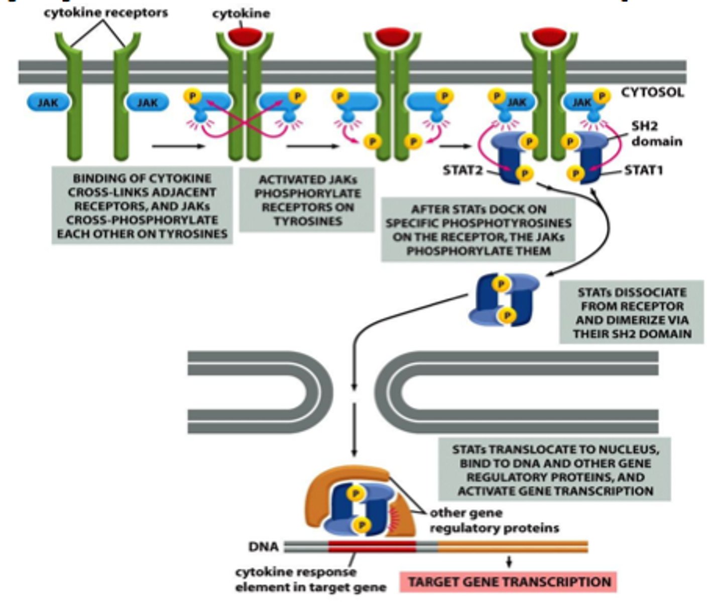 <p>the two monomers of PRL Receptor dimerizes when PRL binds</p>