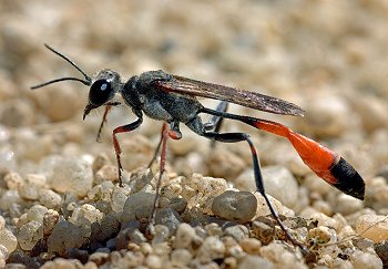 <p>Family: Sphecidae</p><p></p><p>Pronotum with rounded lateral lobes</p><p>Collar like constriction between pronotum and mesoscutum</p><p>Body bare</p><p>Not notched</p><p>“thread waist”</p>