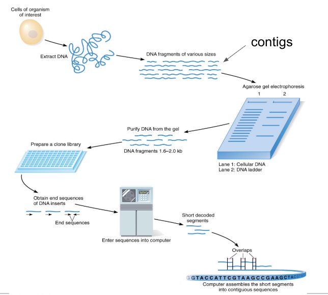 <ol><li><p><span style="background-color: transparent;"><span>extracted DNA from many individuals</span></span></p></li><li><p><span style="background-color: transparent;"><span>cut DNA into small, overlapping fragments (called contigs)</span></span></p></li></ol><ul><li><p><span style="background-color: transparent;"><span>cut DNA using restriction digestions done in suboptimal conditions so that the R.E. didn’t cut at every site of DNA</span></span></p></li></ul><ol start="3"><li><p><span style="background-color: transparent;"><span>made a genomic library from contigs</span></span></p></li></ol><ul><li><p><span style="background-color: transparent;"><span>each clone contains a different contig</span></span></p></li><li><p><span style="background-color: transparent;"><span>isolated each clone</span></span></p></li></ul><ol start="4"><li><p><span style="background-color: transparent;"><span>sequenced each clone using Sanger sequencing&nbsp;</span></span></p></li></ol><ul><li><p><span style="background-color: transparent;"><span>got sequence of each contig</span></span></p></li></ul><ol start="5"><li><p><span style="background-color: transparent;"><span>reassembled contig sequences by puzzling together overlapping sequences</span></span></p></li></ol><ul><li><p><span style="background-color: transparent;"><span>created one continuous sequence for each chromosome</span></span></p></li></ul><ol start="6"><li><p><span style="background-color: transparent;"><span>deposited info in NCBI database</span></span></p></li></ol><p></p>