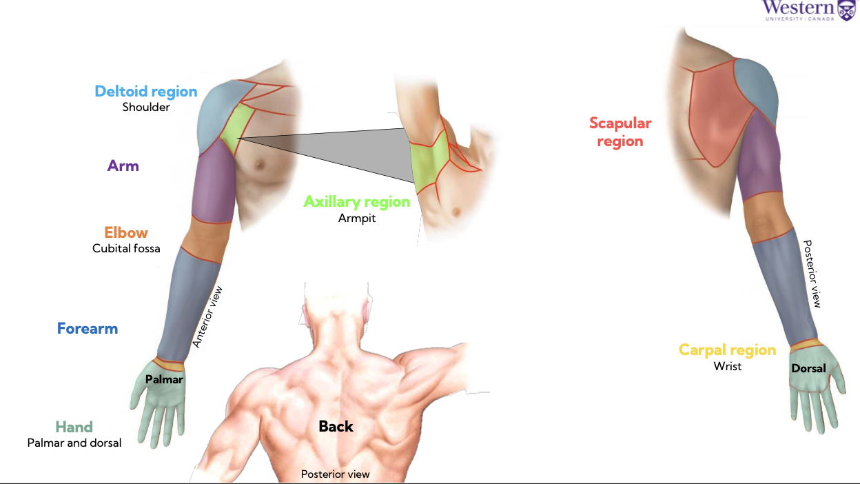 <p>cyan- deltoid region (shoulder)</p><p>purple- arm</p><p>orange- elbow</p><p> blue- forearm</p><p>teal- hand (palmer &amp; dorsal)</p><p>green- axillary region (armpit)</p><p>red- scapular region</p><p>yellow- carpal region (wrist)</p>
