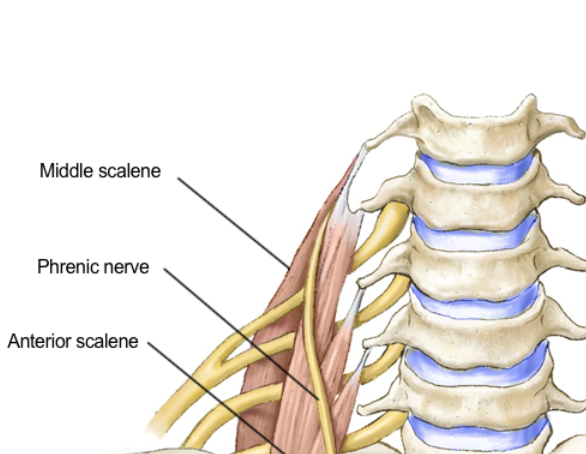 <p>phrenic nerve </p>