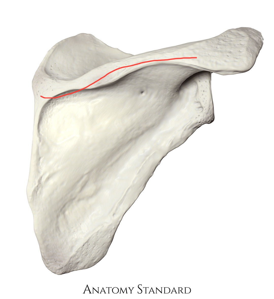 <p>scapula, mountain that leads to acromion</p>