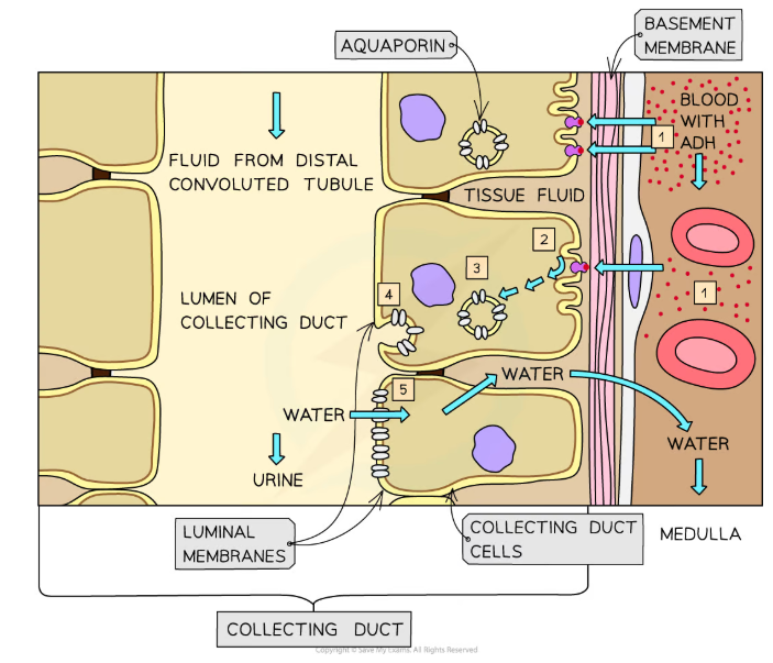 <ul><li><p><strong>ADH </strong>binds to <strong>receptors</strong> on the collecting duct cells, triggering a <strong>reaction cascade </strong>that causes the activation of <strong>aquaporin proteins in vesicles</strong></p></li><li><p>This makes the vesicles fuse with the <strong>luminal membrane</strong> (facing the filtrate) of the collecting duct cells, <strong>depositing aquaporins</strong></p></li><li><p>Aquaporin molecules are <strong>water-permeable channels</strong>, so the membrane permeability <strong>increases</strong></p></li></ul><p></p>