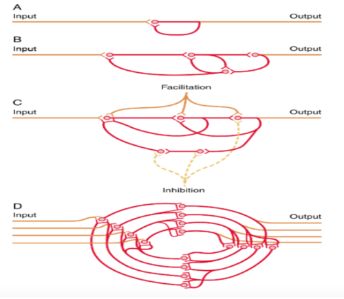 positive feedback within the neuronal circuit feeds back to re-excite the input of the same circuit. (circuit can discharge repetitively for a long time, important for rhythmical output signals like rhythmic breathing and walking)