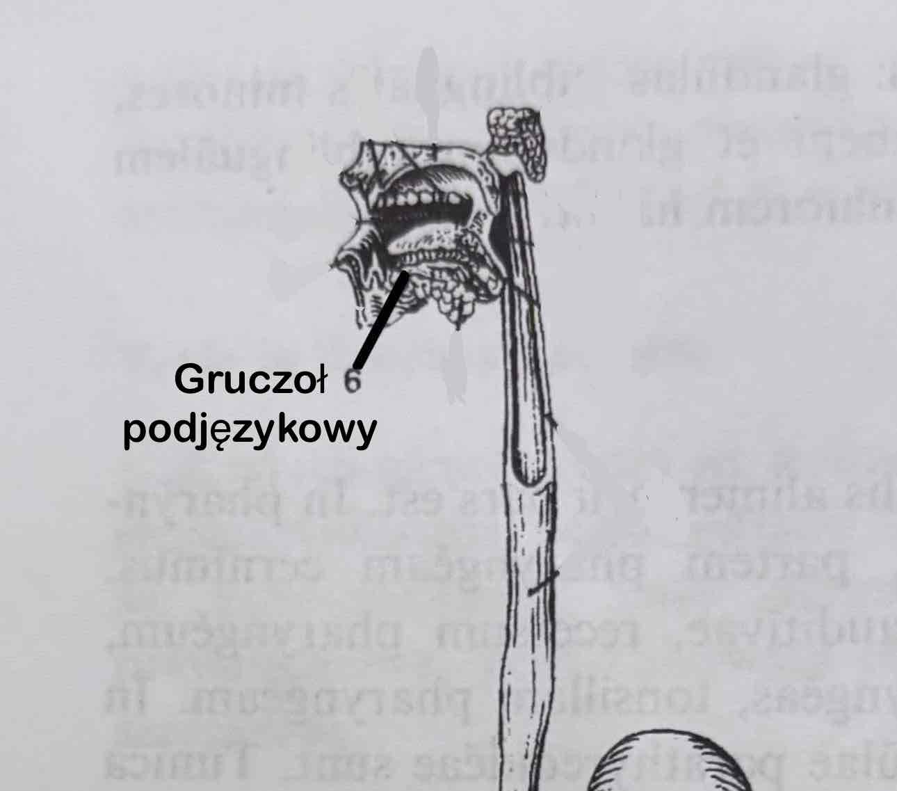 <p>Glandula sublingualis</p>