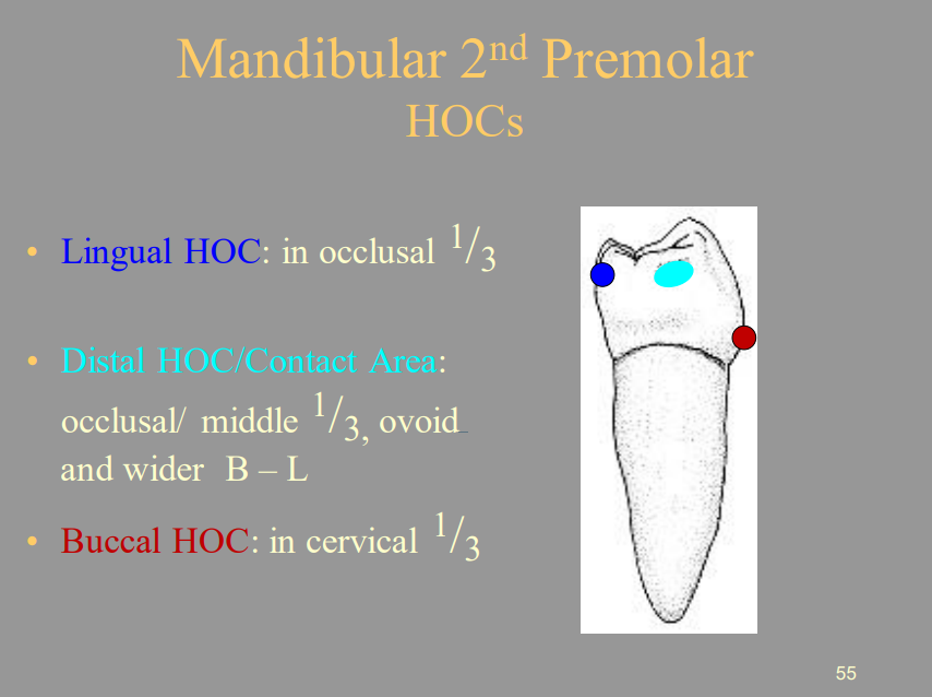 <p>B) Cervical 1/3</p>