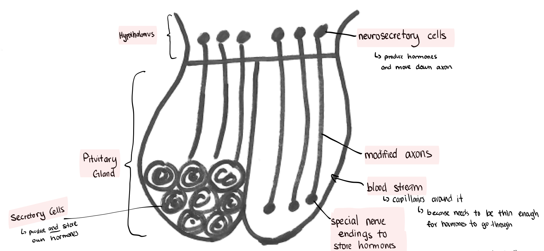 Endocrine System Flashcards 